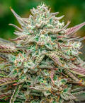 Face Fat Autoflower