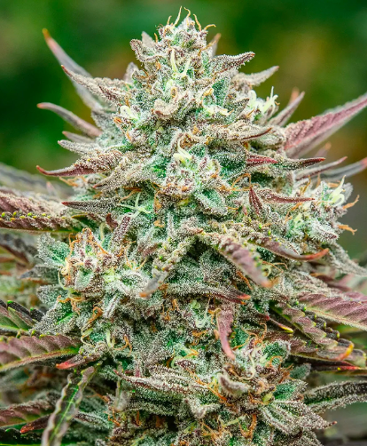 Face Fat Autoflower