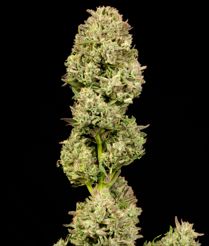Pilot Light Autoflower
