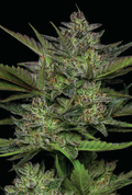 Sour Apple Autoflower