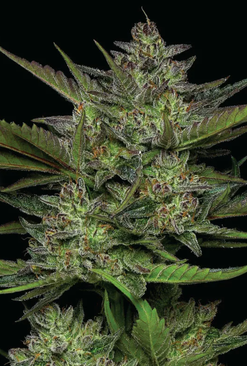 Sour Apple Autoflower