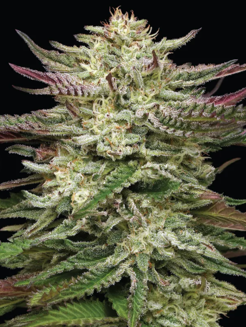 Humboldt Headband