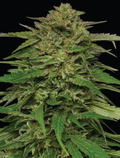 Mango Sherbert