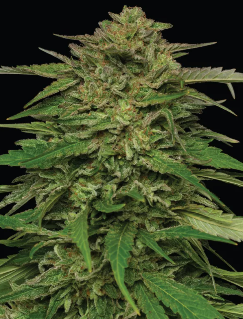 Mango Sherbert