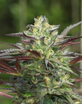 Girl Scout Cookies
