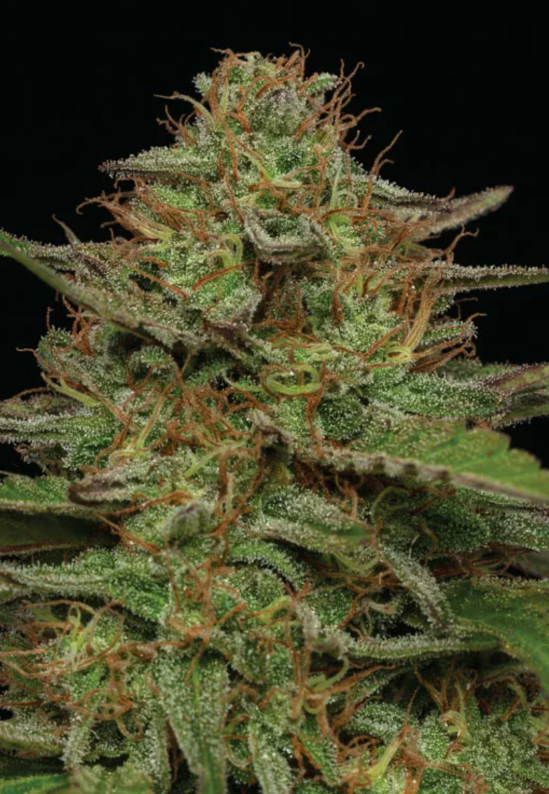 Strawberry Cheesecake