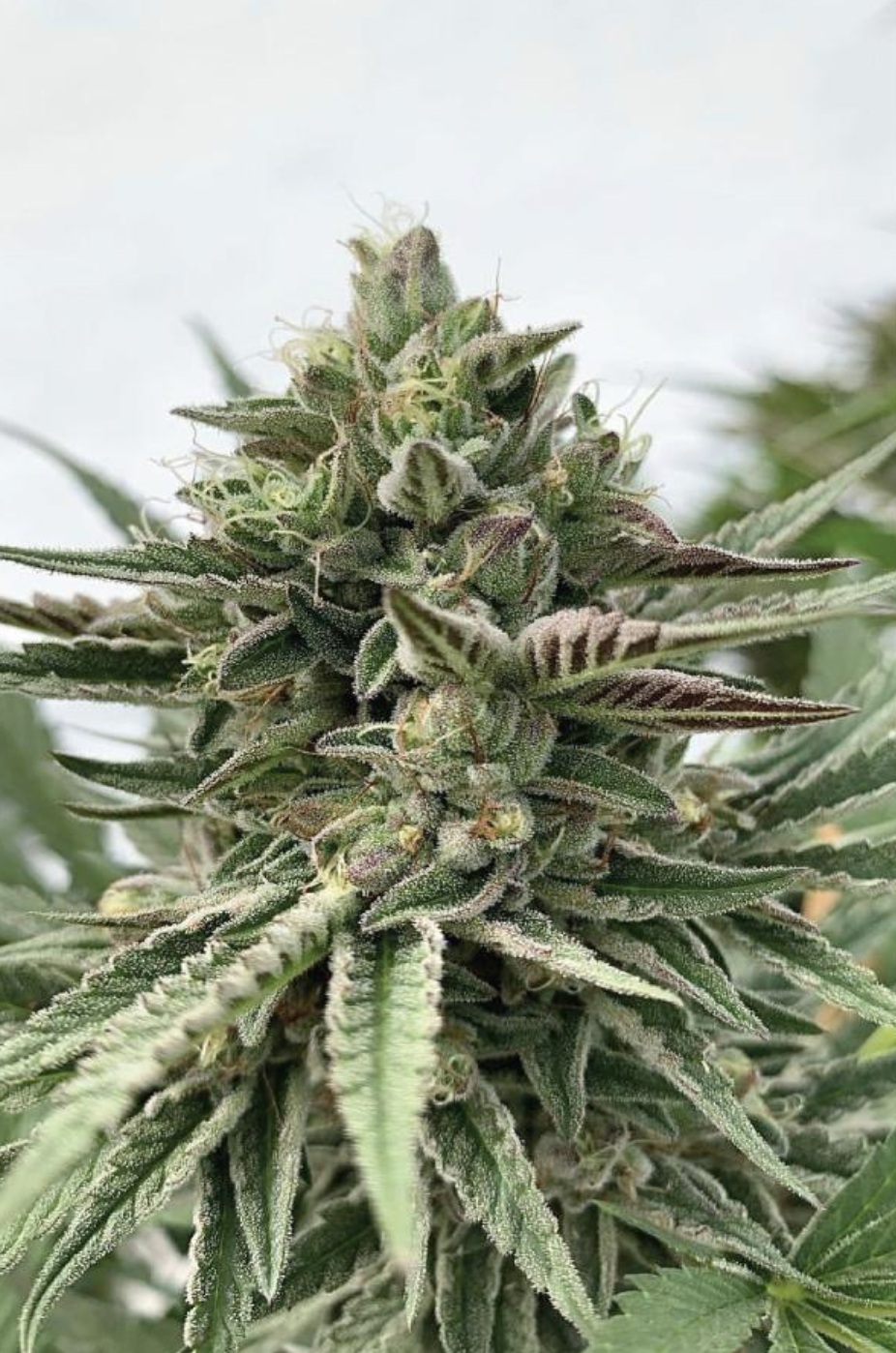 Humboldt Pound Cake