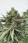 Humboldt Pound Cake