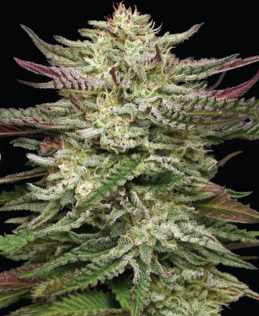 Humboldt Headband Autoflower