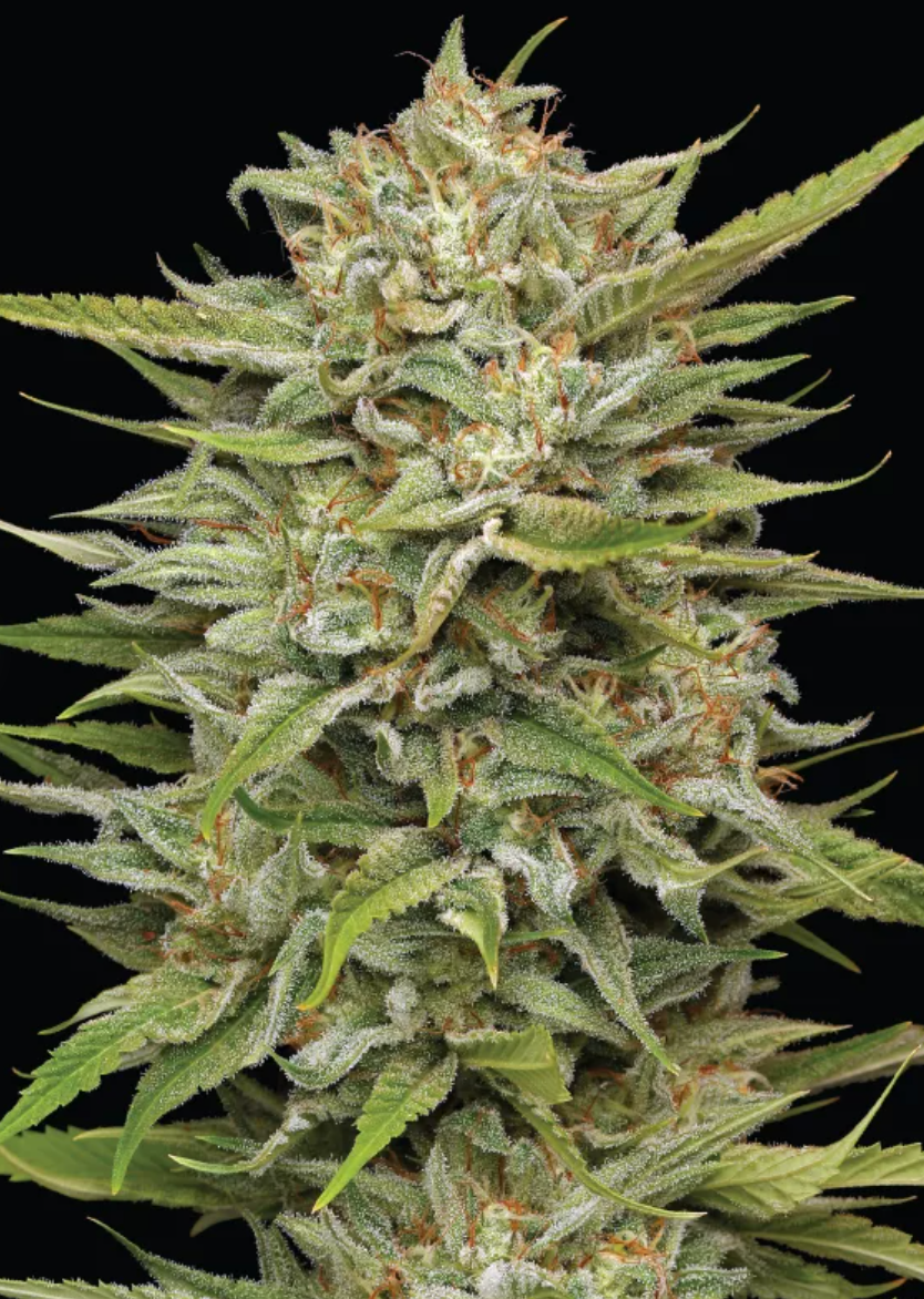 OG Kush