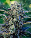 Fog Dog Autoflower