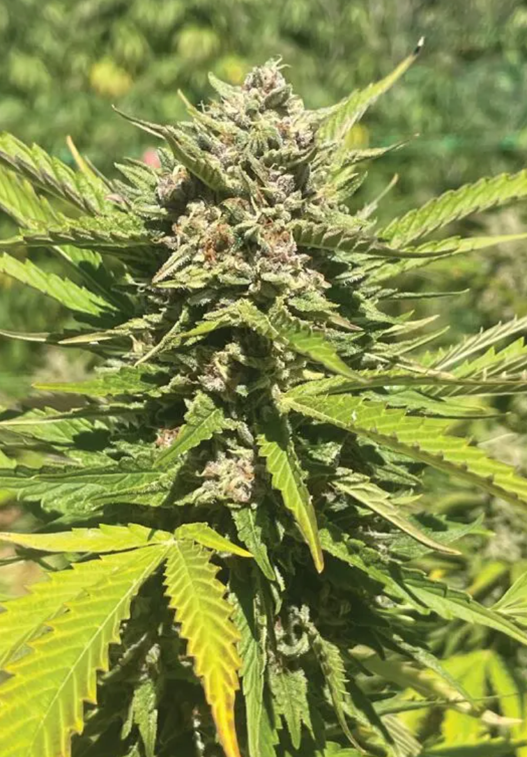 Banana Melt (NEW)