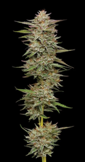 Banana OG (NEW)