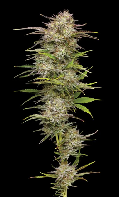 California Haze (NEW)