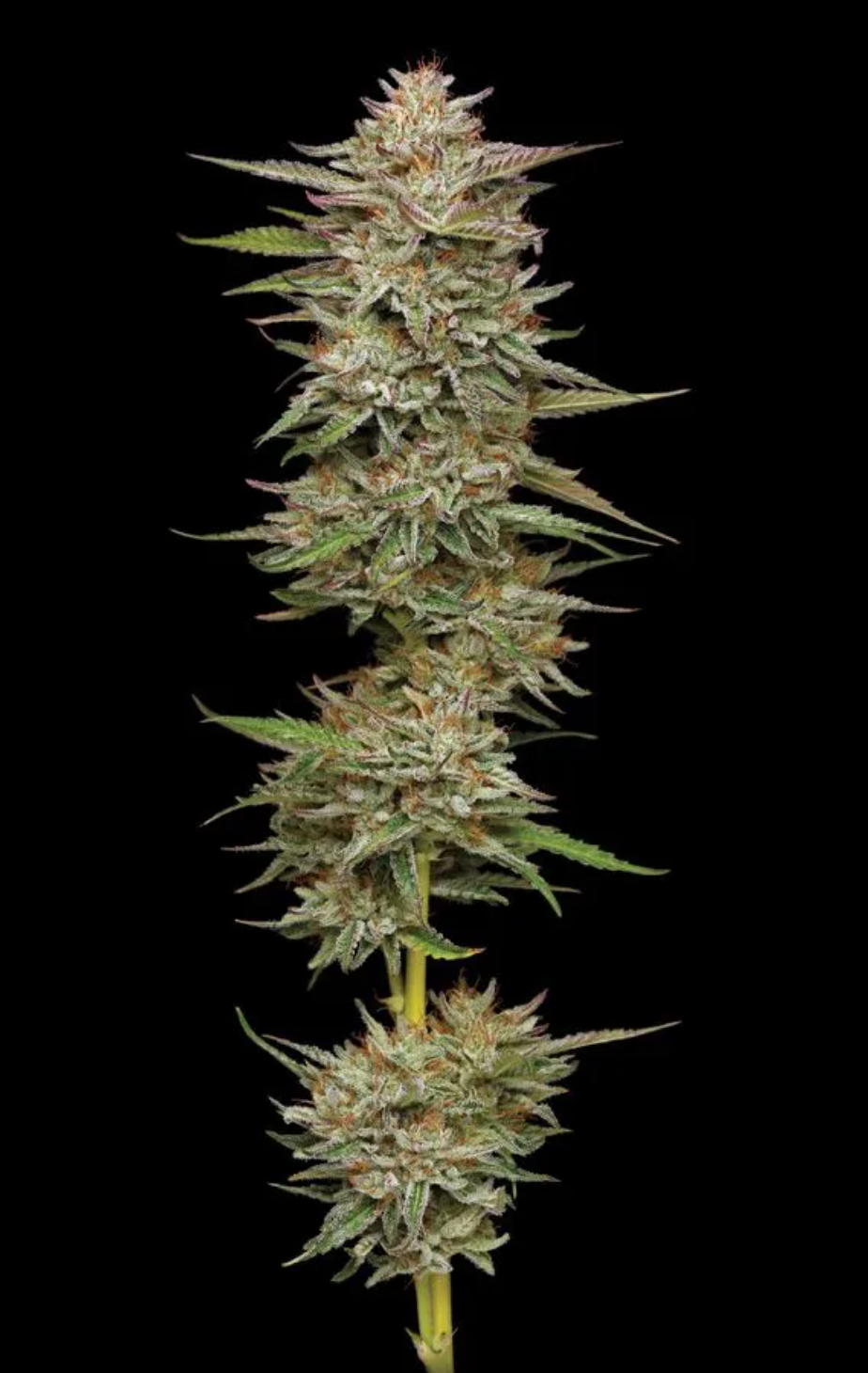 Banana OG Autoflower (NEW)