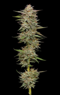 Banana OG Autoflower (NEW)