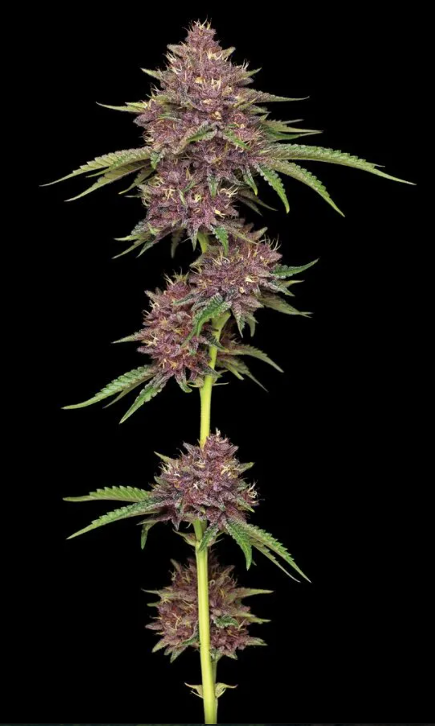 Purps (NEW)