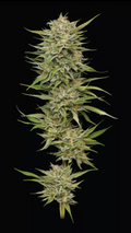OG Kush Auto