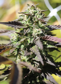 Chunkadelic Autoflower