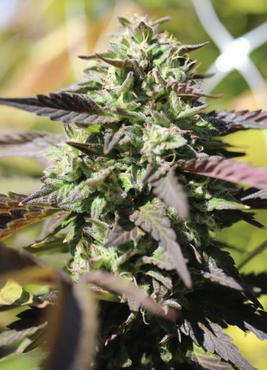 Chunkadelic Autoflower
