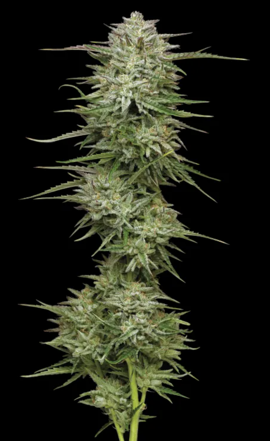 Pound Town Autoflower