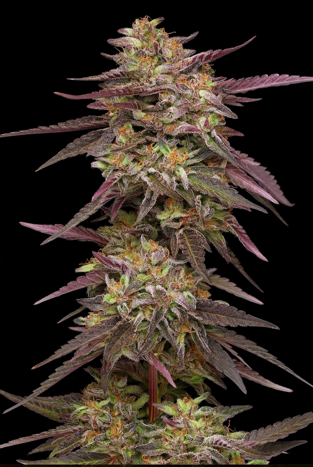 COB Salad