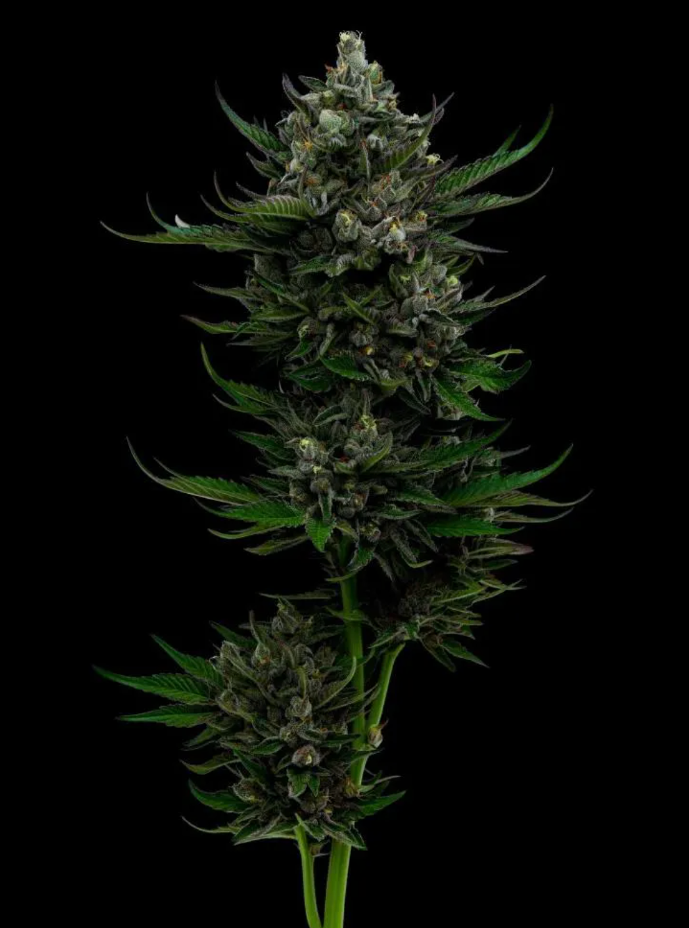 All Gas OG