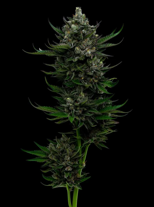 All Gas OG