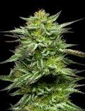 Mountaintop Mint
