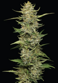 California Sour Diesel