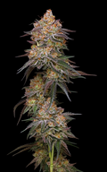 Granny Candy