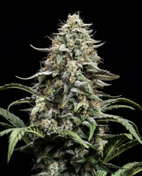 Blue Dream Full Term