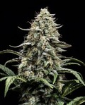 Blue Dream Full Term