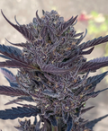 GMO 8 Autoflower