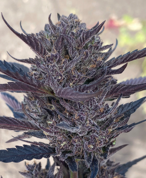 GMO 8 Autoflower