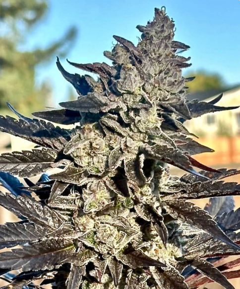 Super Sour Runtz