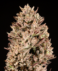 GMO Auto