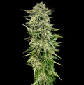 Gorilla Guava