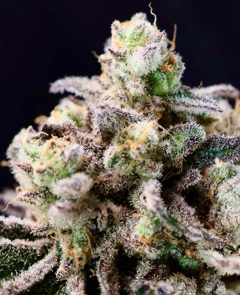 Green Apple Tangie