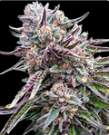 Orangutangie