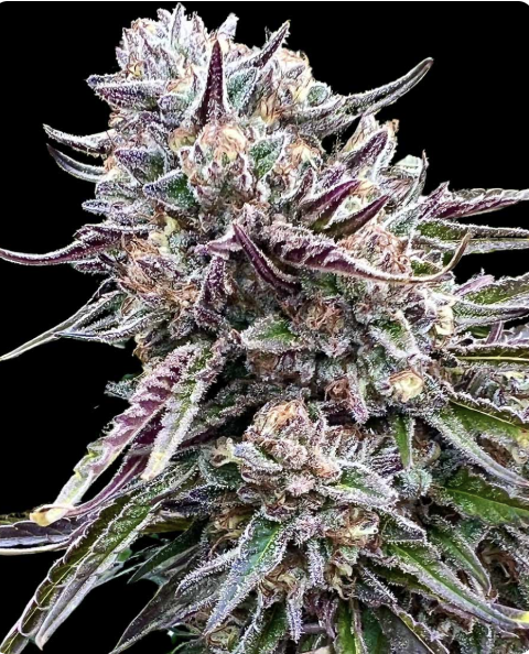 Orangutangie