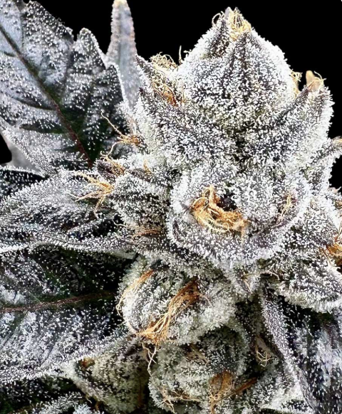 Platinum Lemon Cherry Gelato