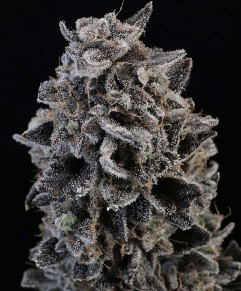 White Widow Autoflower