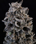 White Widow Autoflower