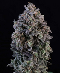 Mendo Breath Auto