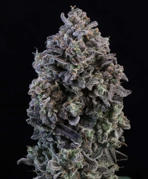 Mendo Breath Auto