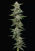 Garlic Budder