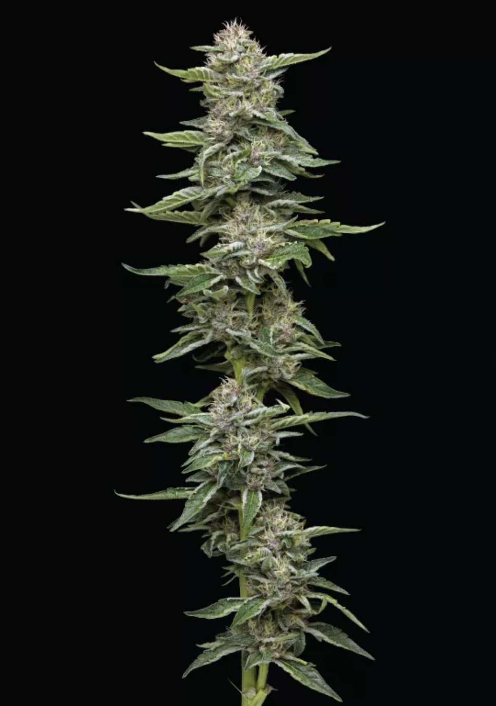 Garlic Budder