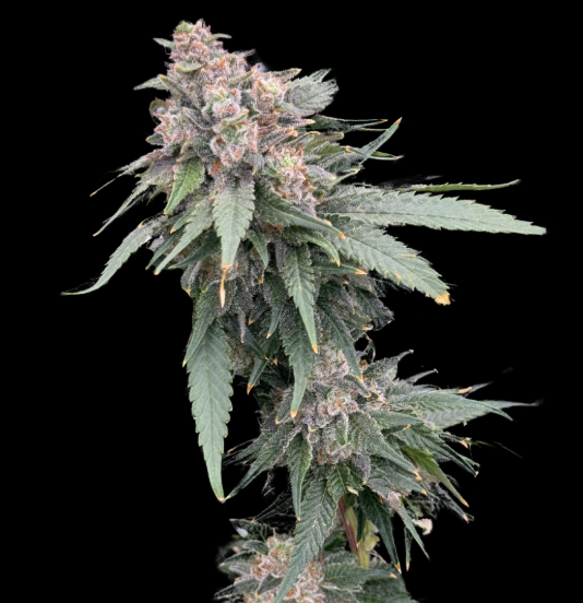 Galatic Guava