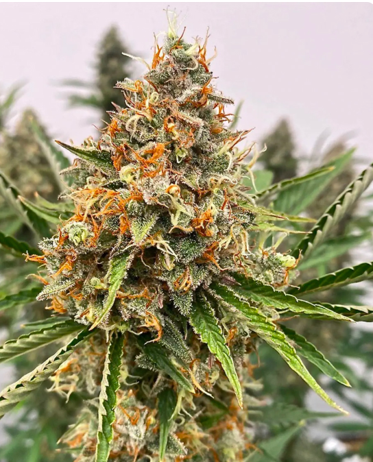 Mendo Butter